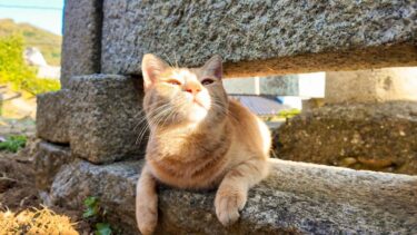 猫島の港近くの神社に行くと人懐こい猫がいて癒やされる【感動猫動画】