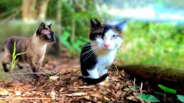 名前を呼ぶ度に都度返事をするようになった黒白猫🍙【シャムエ🐈の従弟】【CuteWoo】