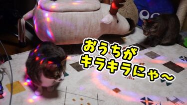 ミラーボールと猫【リキちゃんねる　猫動画】 キジトラ 猫のいる暮らし