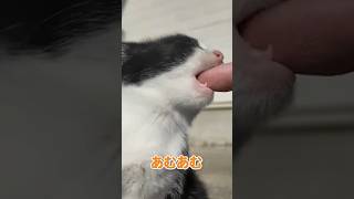 甘えてくる仔猫が可愛すぎる…【感動猫動画】