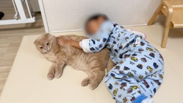 今年もありがとうございました!!【まんまる猫】つむチャンネル。