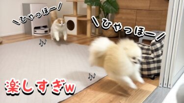 深夜の猫と犬のテンションが迷惑だけどかわいすぎましたw【猫のレモンちゃんねる】