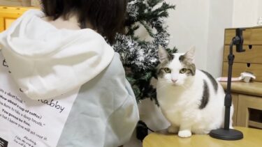 クリスマスツリーの飾りつけをする娘を見守る猫【ひのき猫】