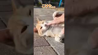 コロコロ動く猫が可愛すぎる【感動猫動画】