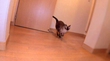 出掛ける俺をこれほどまでに急いで追いかけて来る猫シャムエ🏃【CuteWoo】