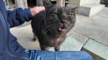神社にいる黒猫ちゃんはいつも参拝者に甘えてカワイイ【感動猫動画】
