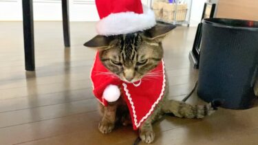 飼い主ガチャ大失敗した猫の最悪すぎるクリスマス…【てん動画】