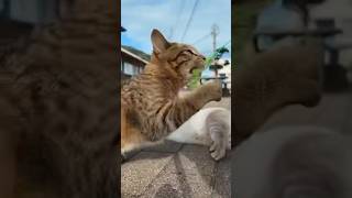 遊んでたら運動神経のいい野良猫が参戦してきた😁【感動猫動画】