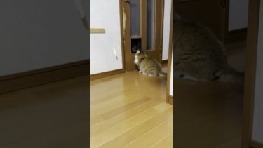 君はいつから秀吉になったんや？ #ひのき猫 #cat #猫 #大福にゃん #豆大福【ひのき猫】