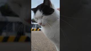 船待ってる間に撫でるにゃ😾！【感動猫動画】