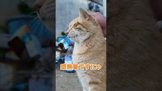 甘えん坊でお返事上手な猫さん♪【感動猫動画】