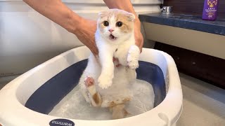 お風呂大好きな猫を半年ぶりに洗おうとしたらまさかのこうなっちゃいました…【もちまる日記】