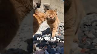 仲良し猫が可愛い✨【感動猫動画】
