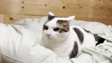 今年最後の大掃除にいろいろと不服そうな猫【ひのき猫】