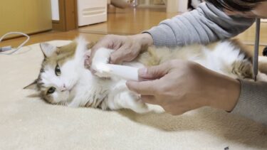 「お父さんやったら肉球毛をカットしてもエエよ」と思った猫【ひのき猫】