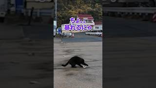 お魚ゲットな猫♪【感動猫動画】