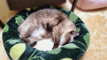 猫が直ぐ眠れるらしい快眠ベッドを買って来た結果🤩【CuteWoo】