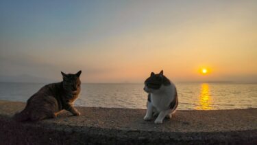 夕日の防波堤で猫の決闘?!【感動猫動画】
