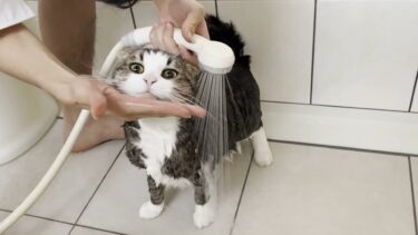 息子に豪快に洗われて「ハズレくじ引いた」と思った猫【ひのき猫】