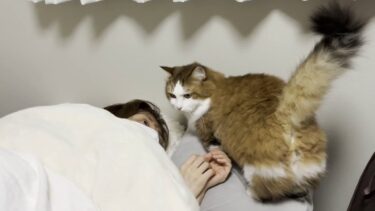 体調を崩して寝込んでいるお母さんの御見舞いに行く猫【ひのき猫】