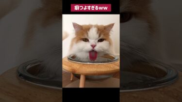 水の飲み方の癖がつよすぎる猫がおもしろい！ #cat【猫のレモンちゃんねる】