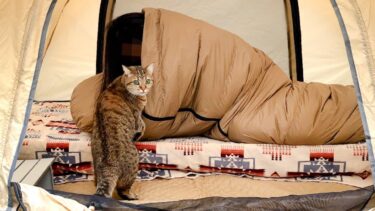 妹がキャンプから帰ってこないので猫とテントに突撃してみた！【ポムさんとしまちゃん / ねこべや】