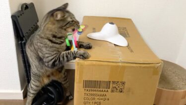 進撃の猫 attack on cat【てん動画】