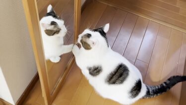 年末の大掃除を猫ダスターとして手伝う猫【ひのき猫】