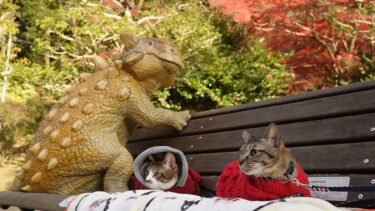 恐竜ベンチで休憩☆マイペースな二匹～猫と紅葉狩り④～【リキちゃんねる　猫動画】 キジトラ 猫のいる暮らし