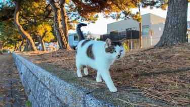 海辺で暮らす野良猫ちゃんがモフられにきた【感動猫動画】