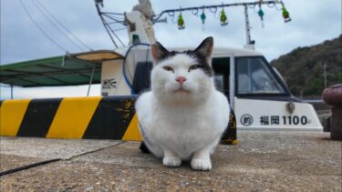 寒い漁港で漁船の帰還を待っている野良猫を撫でる【感動猫動画】