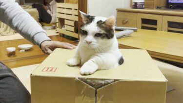 久しぶりに豆大福の「犬神家」が見たくなったので【ひのき猫】