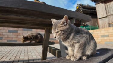 猫島の広場にあるテーブルに座ると猫達が全力で駆け寄って来る【感動猫動画】