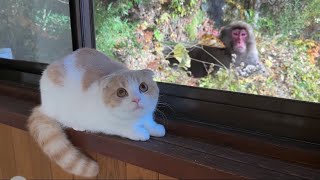 旅館の窓に猿がやってきたら猫がまさかのこうなっちゃいました…w【もちまる日記】