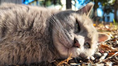 公園にいたグレーの猫ちゃん、丸々肥っててカワイイ【感動猫動画】