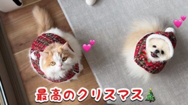 独身女が猫と犬とクリスマスを過ごしたら可愛くて癒されまくりでした！【猫のレモンちゃんねる】