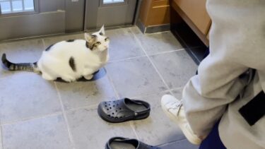 一泊合宿に行った娘を忘れてしまった猫【ひのき猫】