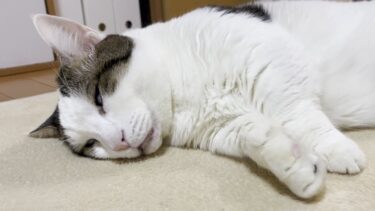 白目で爆睡する猫の鼻にちゅーるを近づけてみました【ひのき猫】