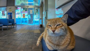 待合室のベンチに座っていたら猫がトコトコ歩いてきて隣に座ってきた【感動猫動画】