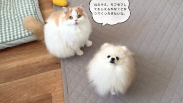 最新のペット翻訳アプリで猫と犬の気持ちをのぞいたら面白すぎましたw【猫のレモンちゃんねる】