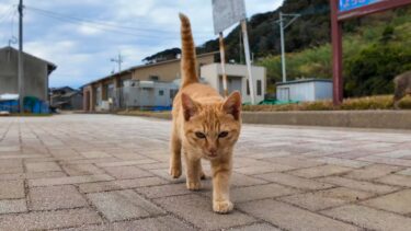 猫島に上陸するとまずは子猫が出迎えてくれて気分が上がる!【感動猫動画】