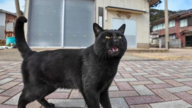 猫島の黒猫ちゃんは腰トントンが好き【感動猫動画】