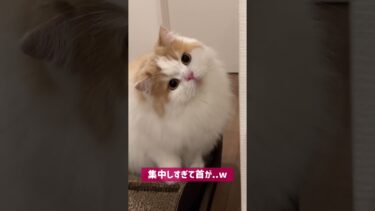 集中しすぎて首が・・・W【猫のレモンちゃんねる】