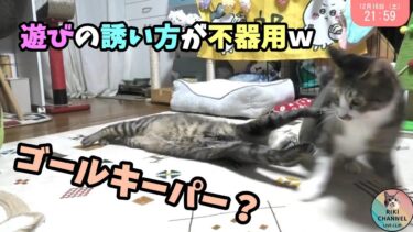 遊びの誘い方が不器用な猫ガーちゃん☆へそ天で誤魔化しますｗ【リキちゃんねる　猫動画】 キジトラ 猫のいる暮らし