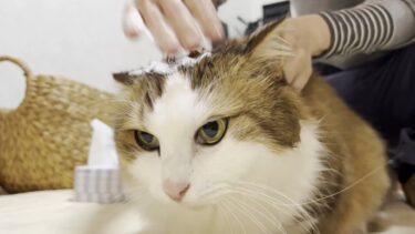 猫の頭を水のいらないシャンプーで洗ってみた【ひのき猫】
