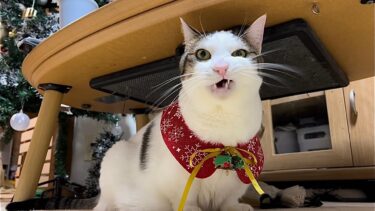 猫に襲撃された悲劇のクリスマスツリー【ひのき猫】