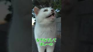 甘え上手な猫さん😸♪【感動猫動画】