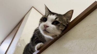 オデコの訴えを理解できないお父さん【ひのき猫】