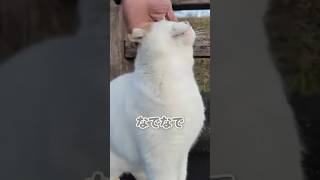 撫でられ方が上手なねこ😸【感動猫動画】