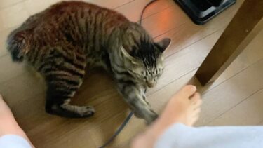 ストーブを独占する猫の目の前に足を出したらこうなりました…【てん動画】